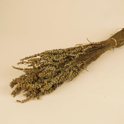 Botao Botton Dark blue dried