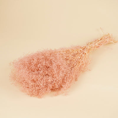 Mini Gypsophila Pink erhalten (Gypsum)