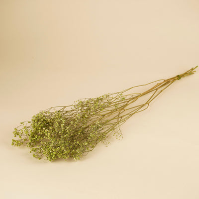 Gypsophila getrocknetes Grün (Gips)