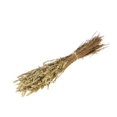 Botao Botton Dark blue dried