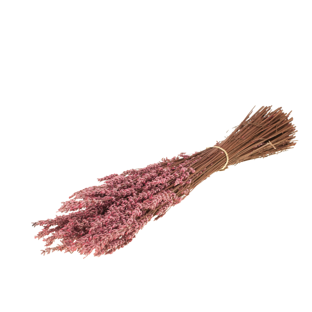 Botao Botton Dark blue dried