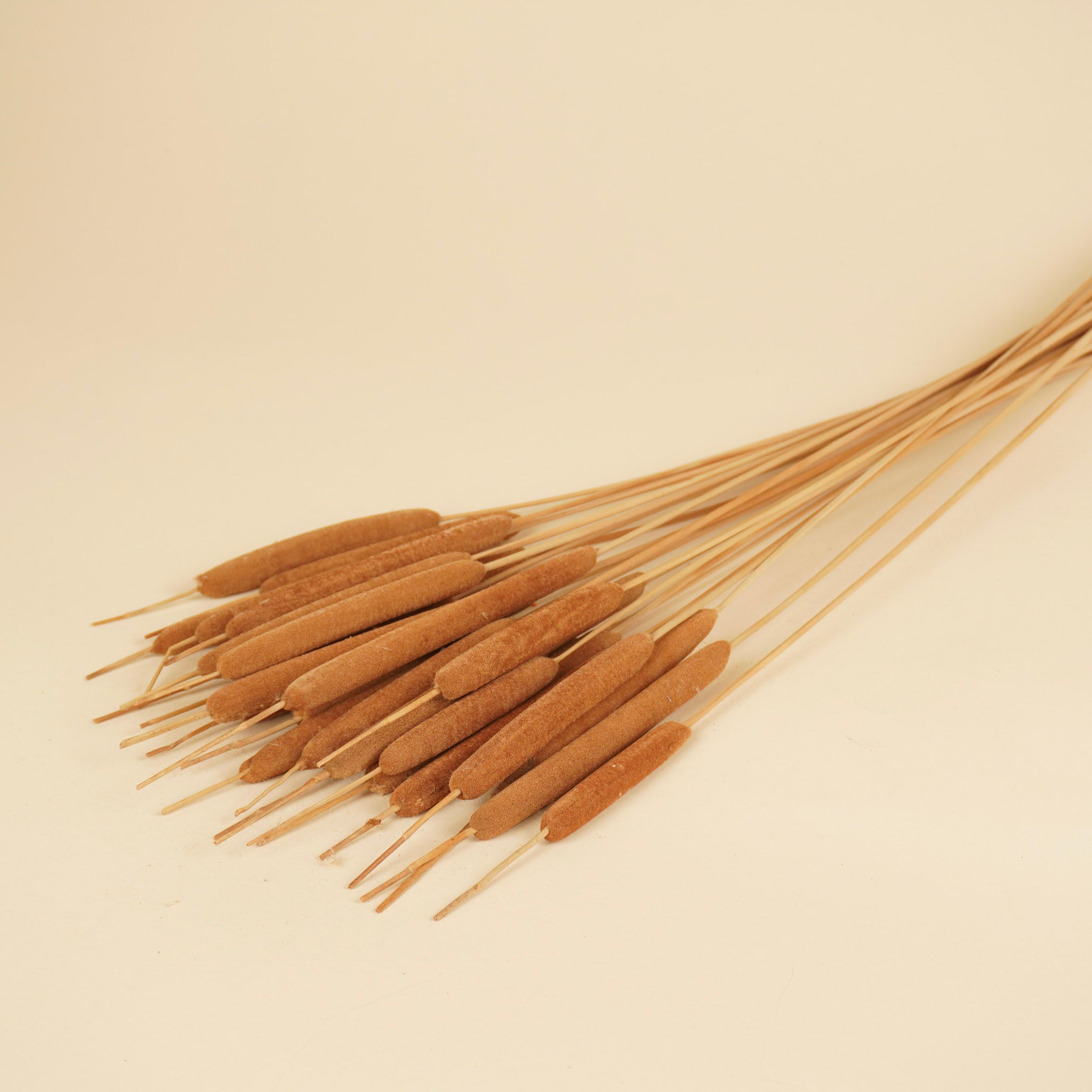 Typha Cane Cigar Natürliche (Lisdodde)