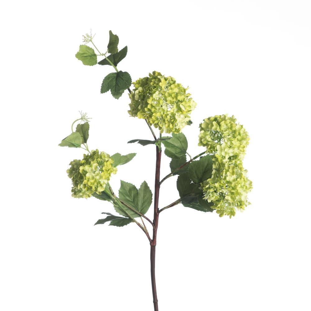 Viburnum soyeux boule de neige – Vert (75 cm)