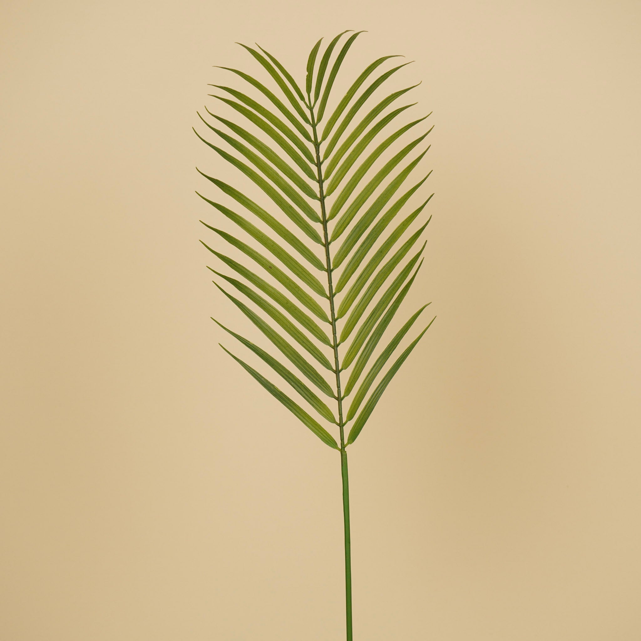 Zijde Chamaedorea – Groen (75 cm)