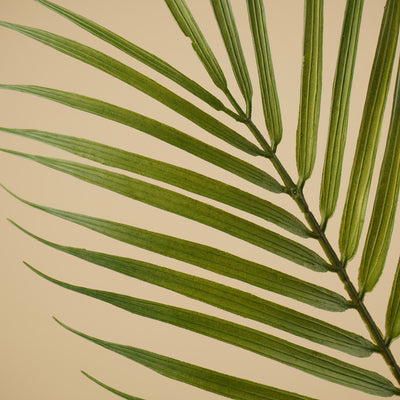 Zijde Chamaedorea – Groen (75 cm)