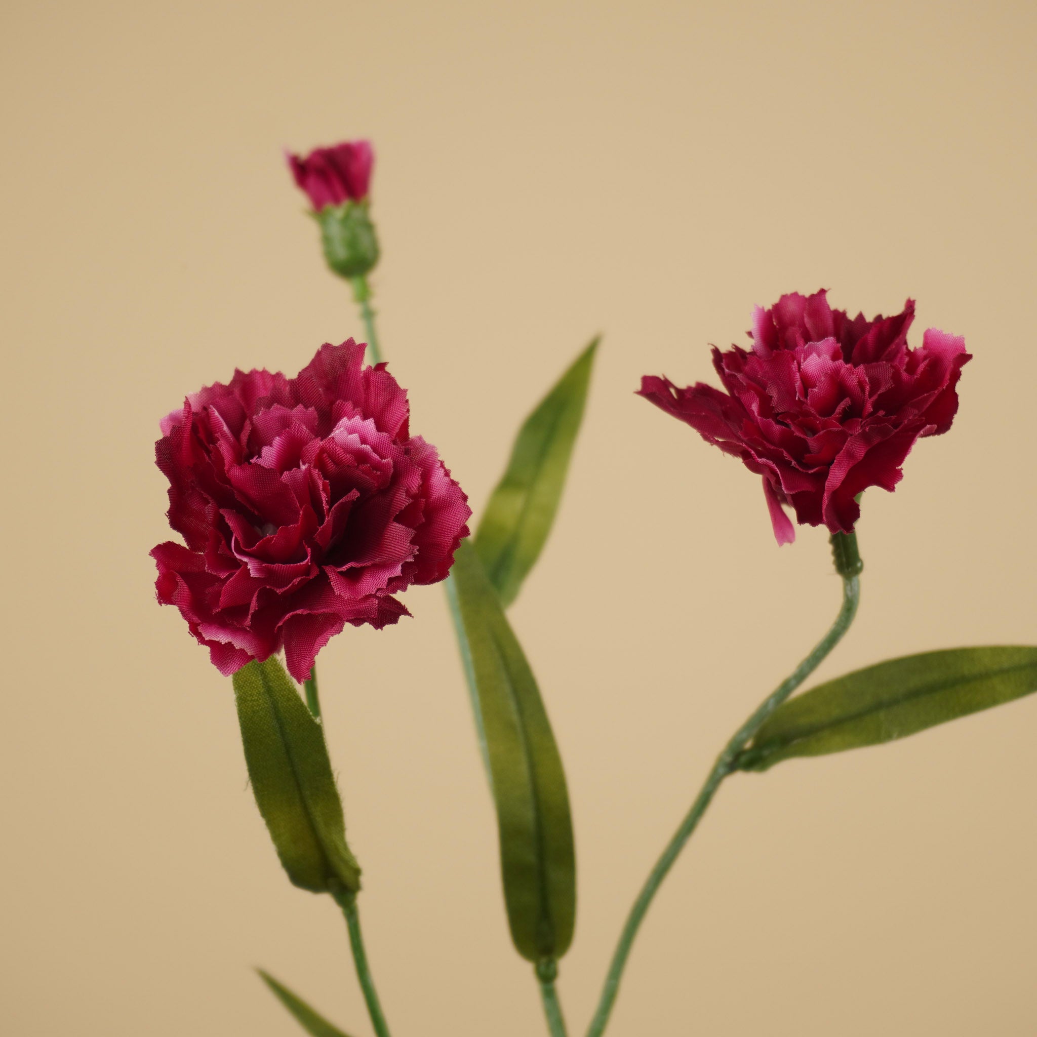 Œillet soyeux – Violet (70 cm)