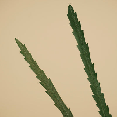 Zijde Grevillea – Groen (85 cm)