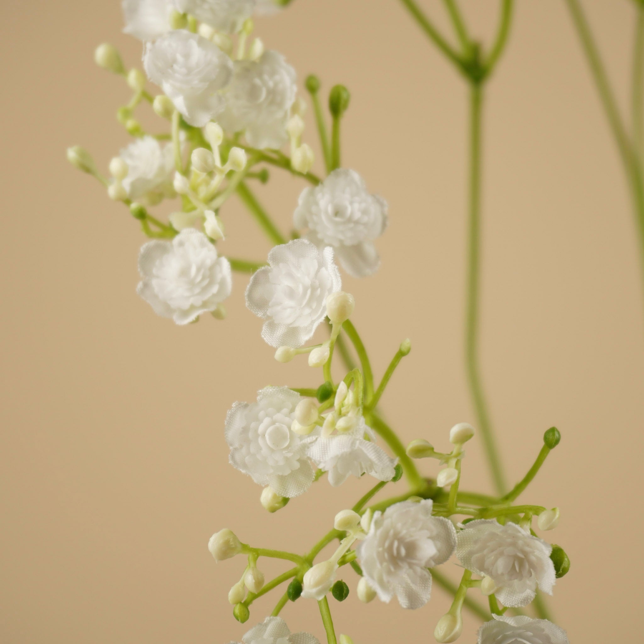 Gypsophile soyeuse – Blanche (68 cm)