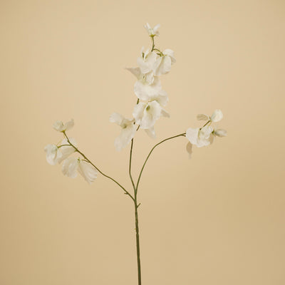 Lathyrus en soie – Crème (75 cm)