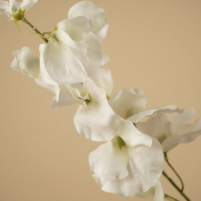Lathyrus en soie – Ivoire (75 cm)