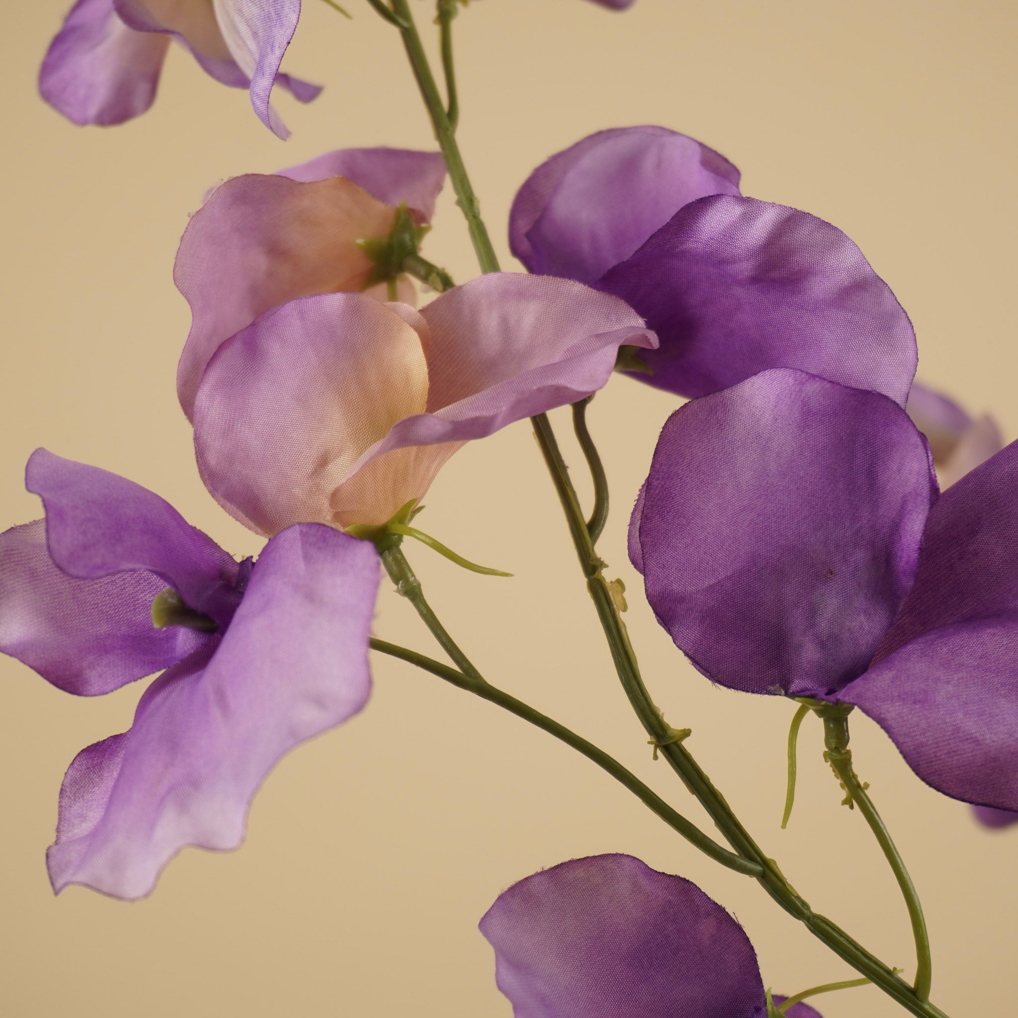 Lathyrus soyeux – Violet (75 cm)