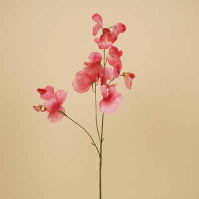 Lathyrus en soie – Rose (75 cm)