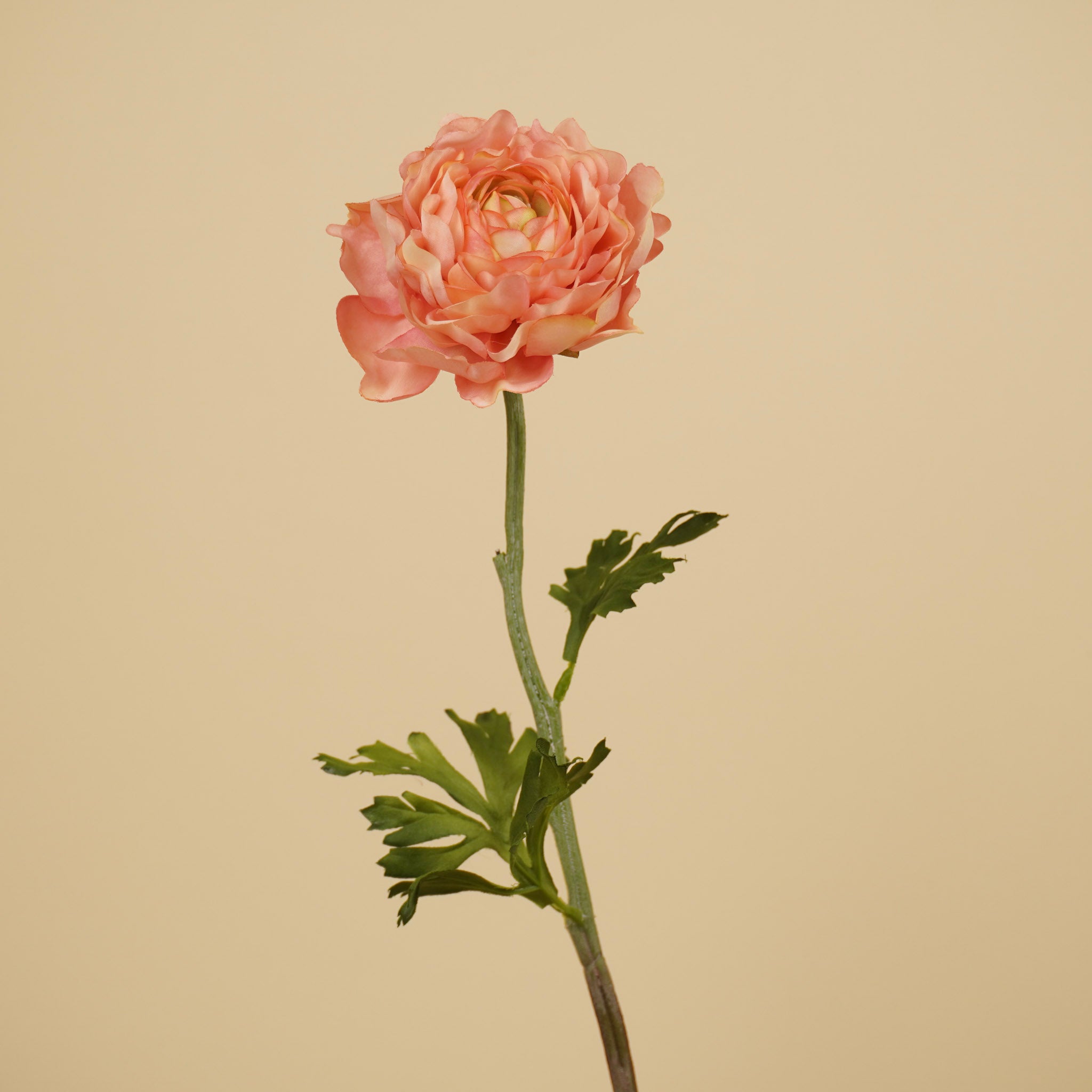 Spray de renoncules en soie – Rose (50 cm)
