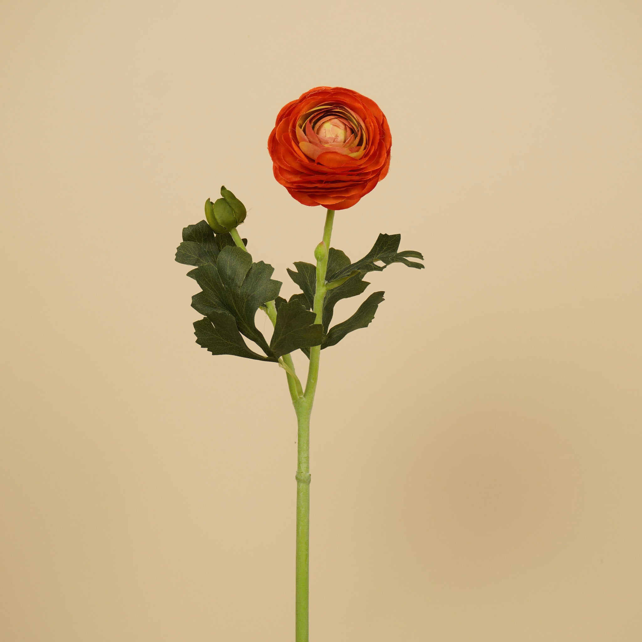 Renoncule de soie – Orange chaud (51 cm)