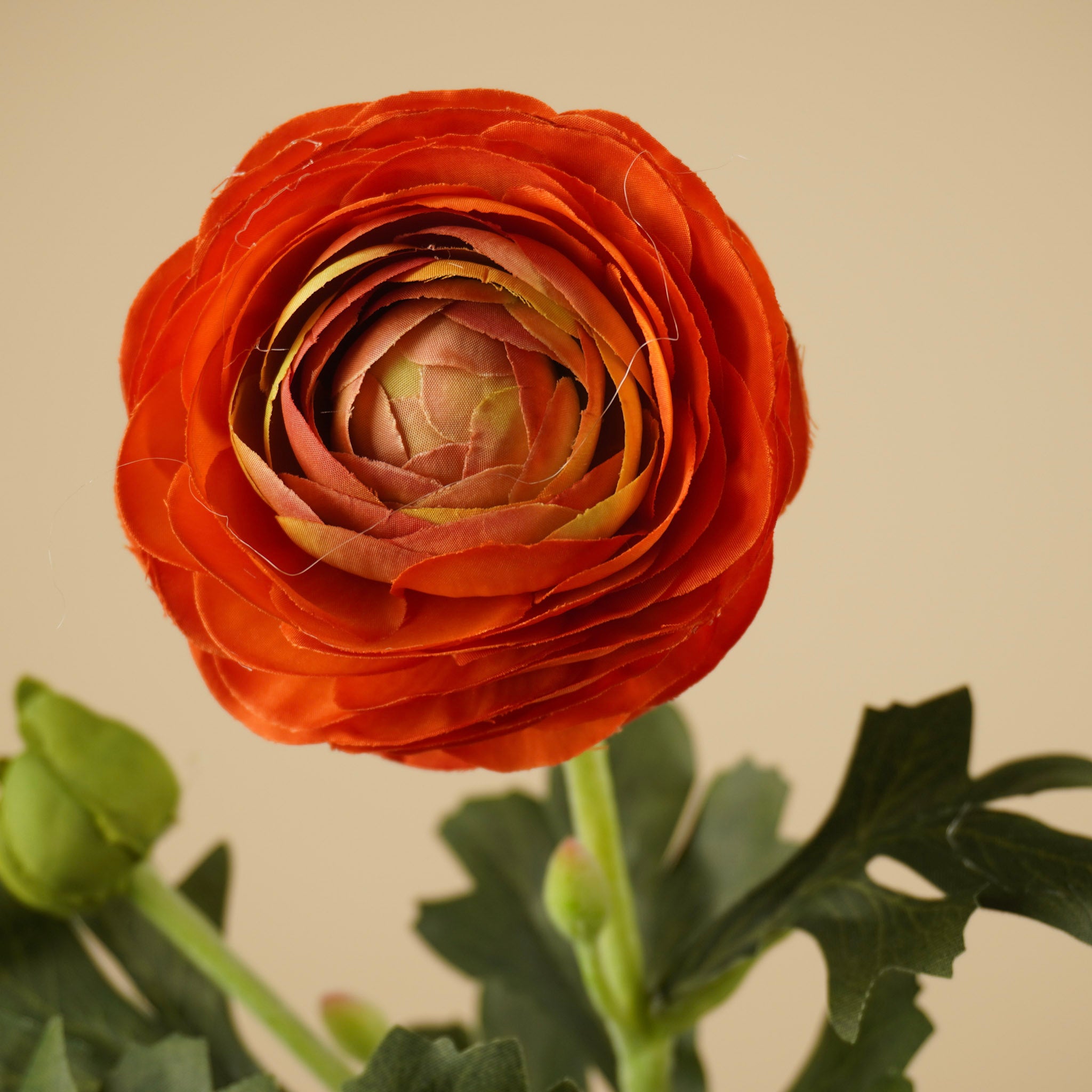 Renoncule de soie – Orange chaud (51 cm)