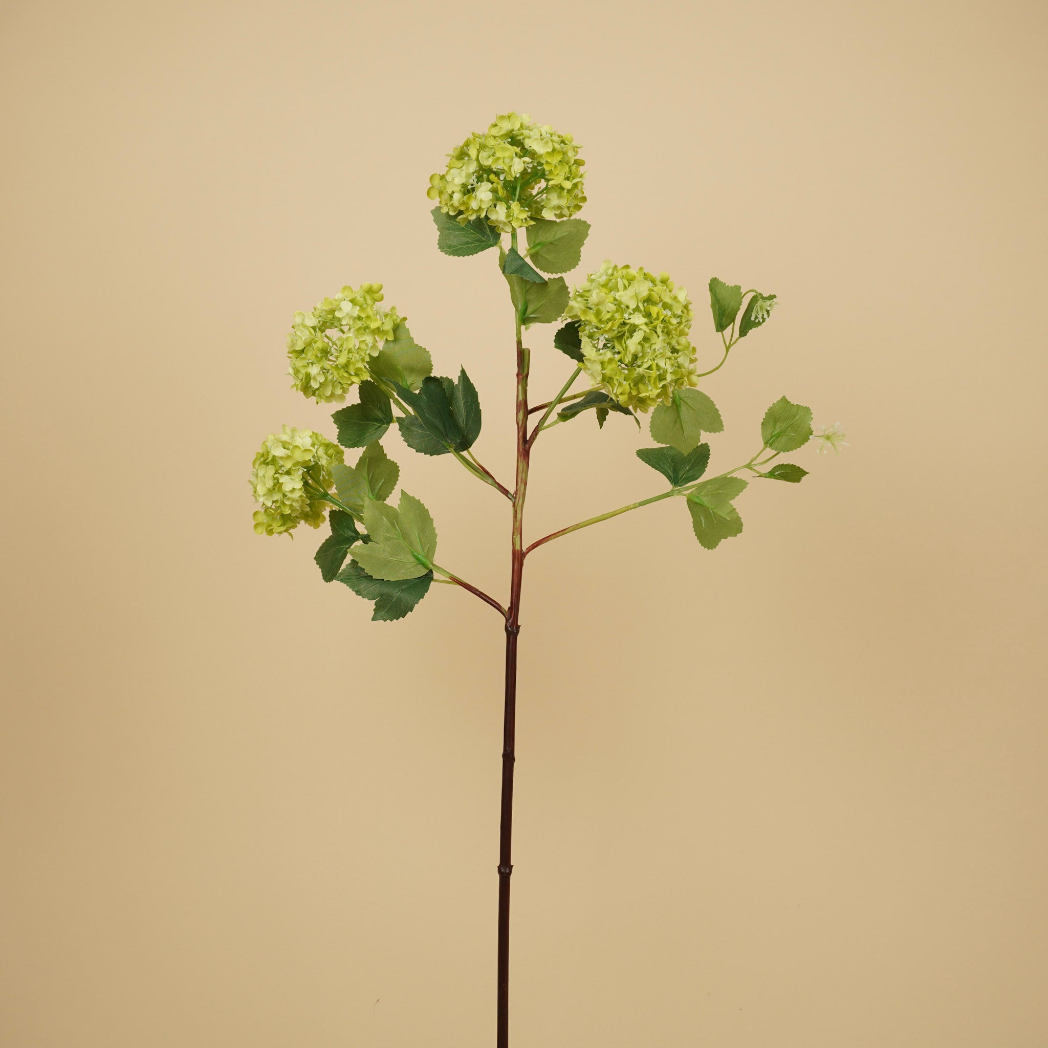 Viburnum soyeux boule de neige – Vert (75 cm)