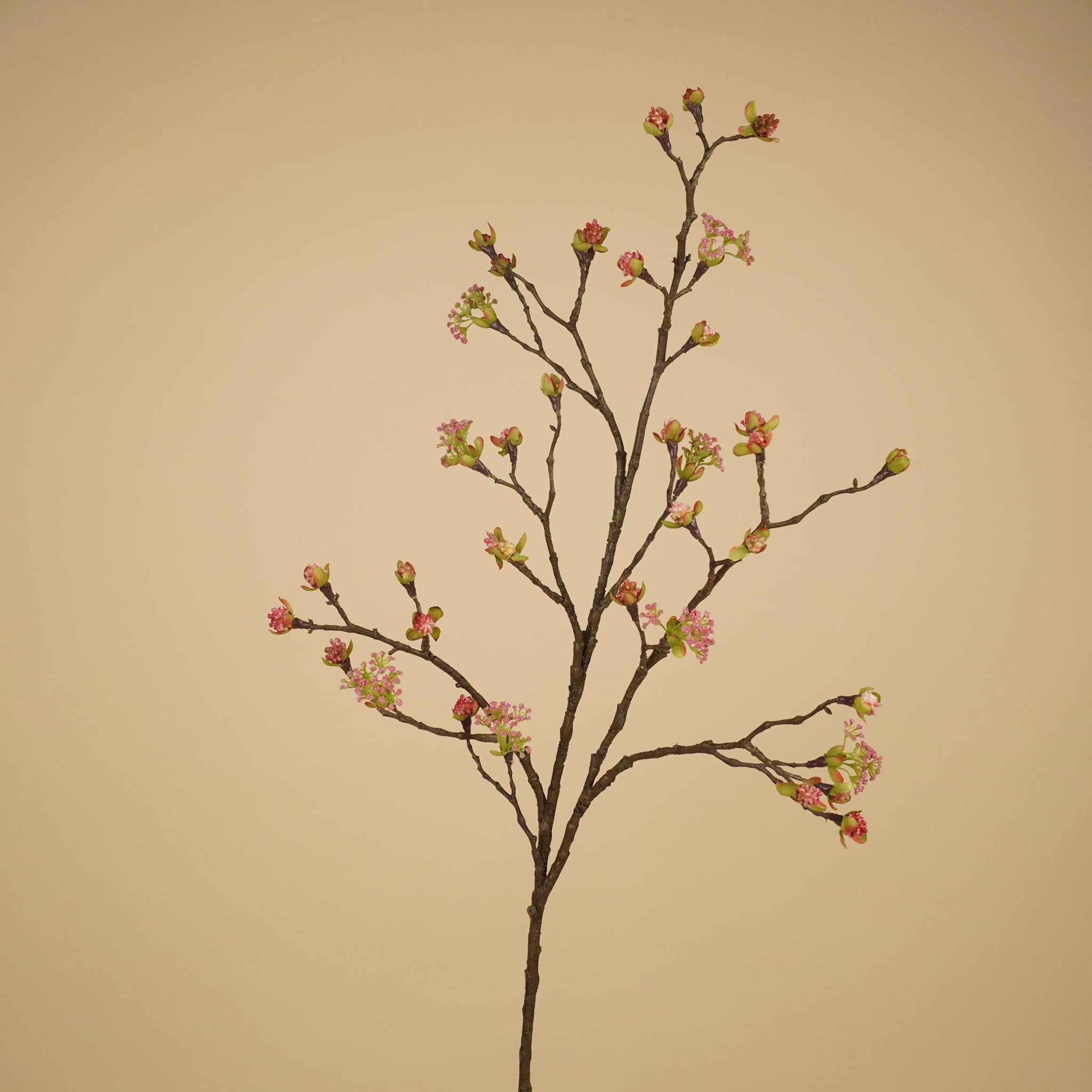 Viburnum Bodnantense à soie – Rose tendre (110 cm)