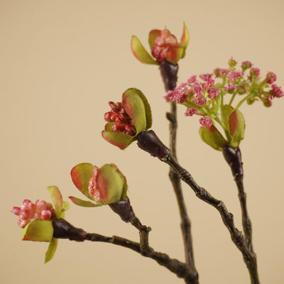 Viburnum Bodnantense à soie – Rose tendre (110 cm)
