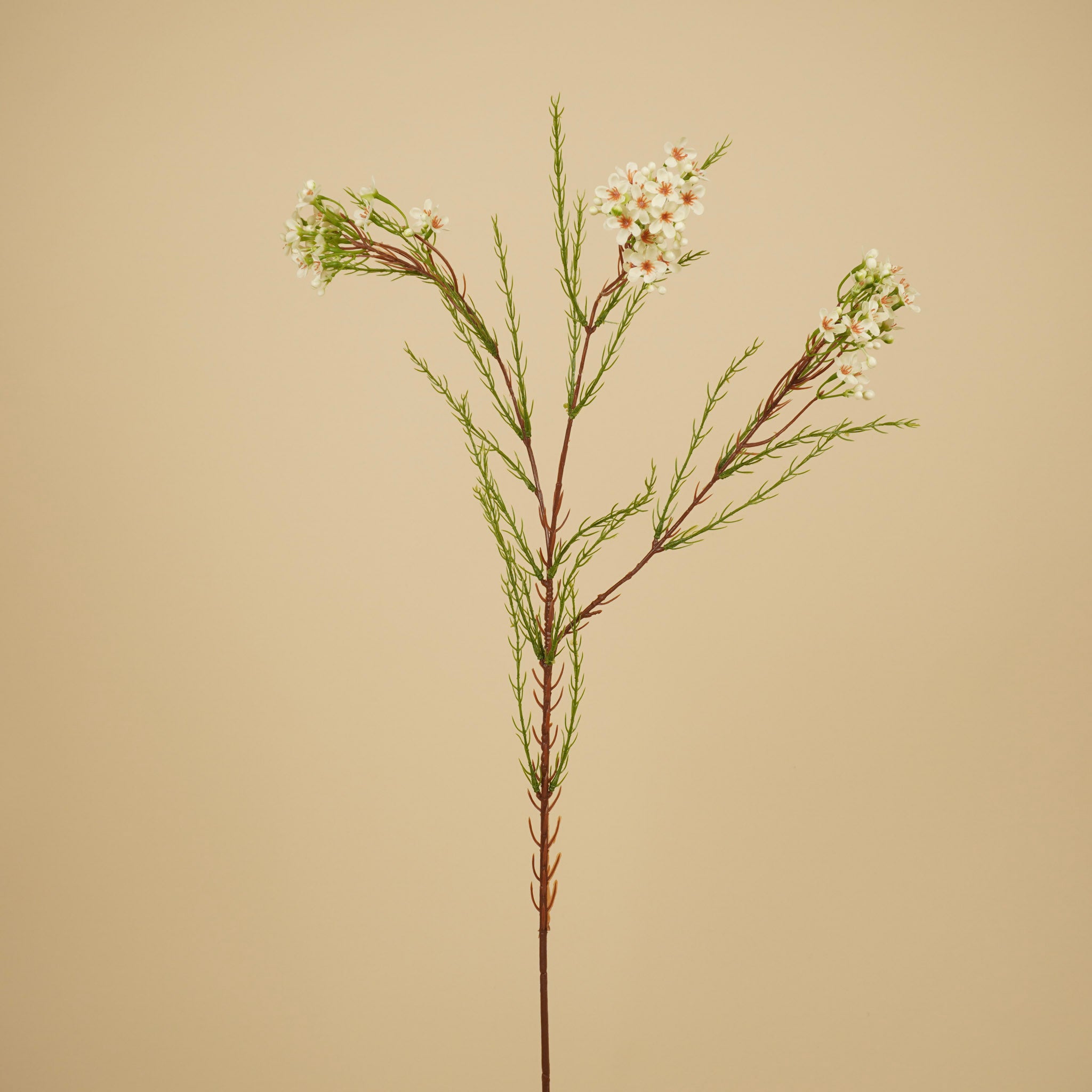 Fleur de cire en soie – Ivoire (78 cm)
