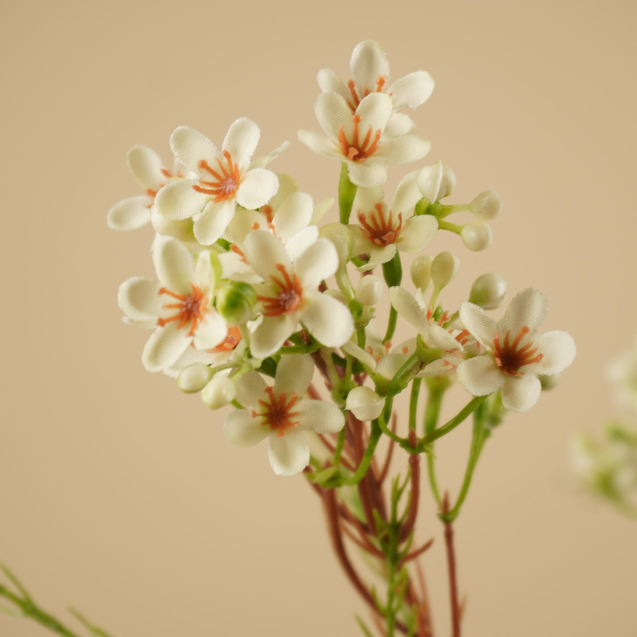 Fleur de cire en soie – Ivoire (78 cm)